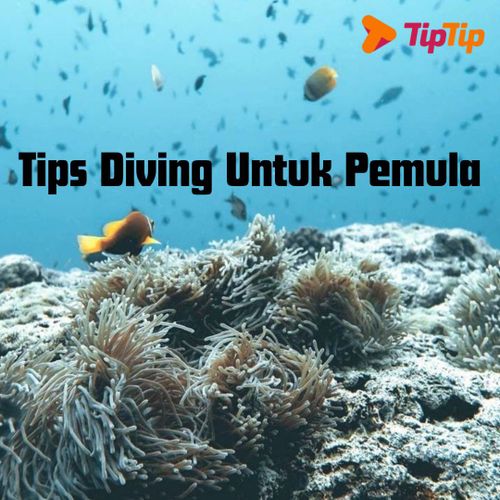 Mahotama Coralreef Tips Diving Untuk Pemula